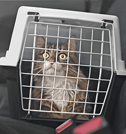 Étiquette bagage et sac transport animal de compagnie